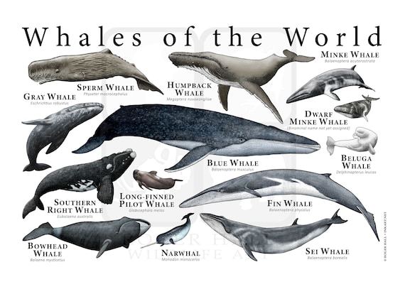 世界のクジラのポスタープリント - アーティストのサイン入り! - Etsy 日本