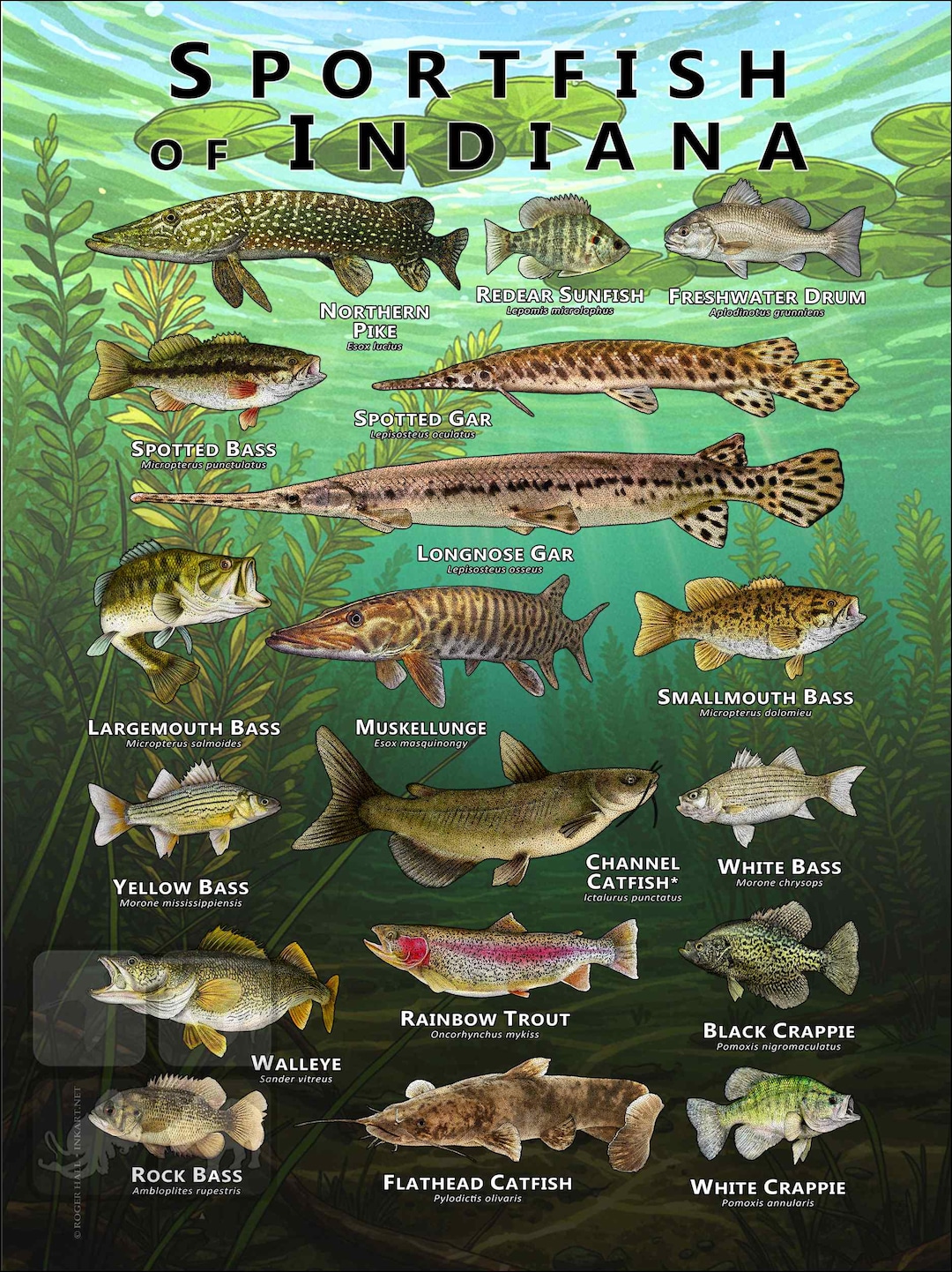 Sportfish of Indiana Poster Print/field Guide - SIGNED BY ARTIST! - Etsy