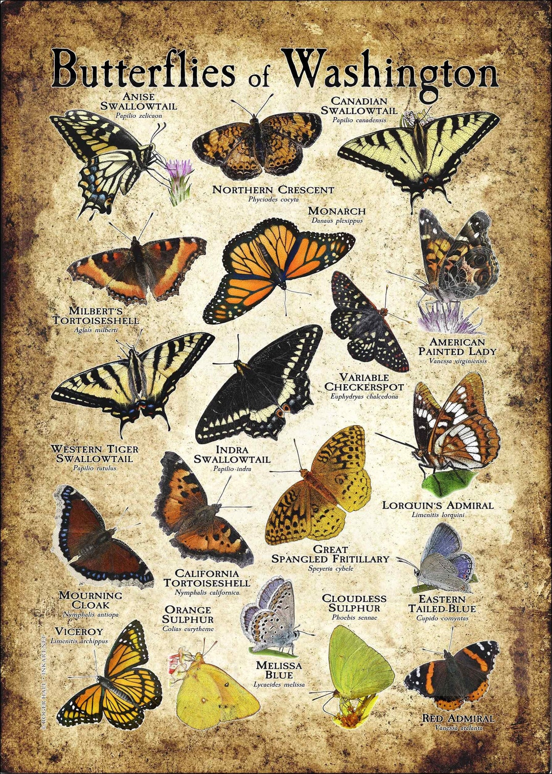 Butterflies of Washington Poster Print Field Guide Etsy