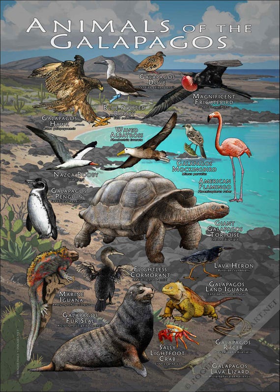 Animals of the Galapagos Islands Poster Print - SIGNED BY ARTIST