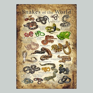 Poster Snakes of the World - GESIGNEERD DOOR KUNSTENAAR!