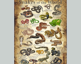 Snakes of the World Poster - SIGNED BY ARTIST! - Etsy