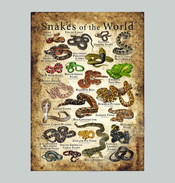 Snakes of the World Poster - SIGNED BY ARTIST! - Etsy