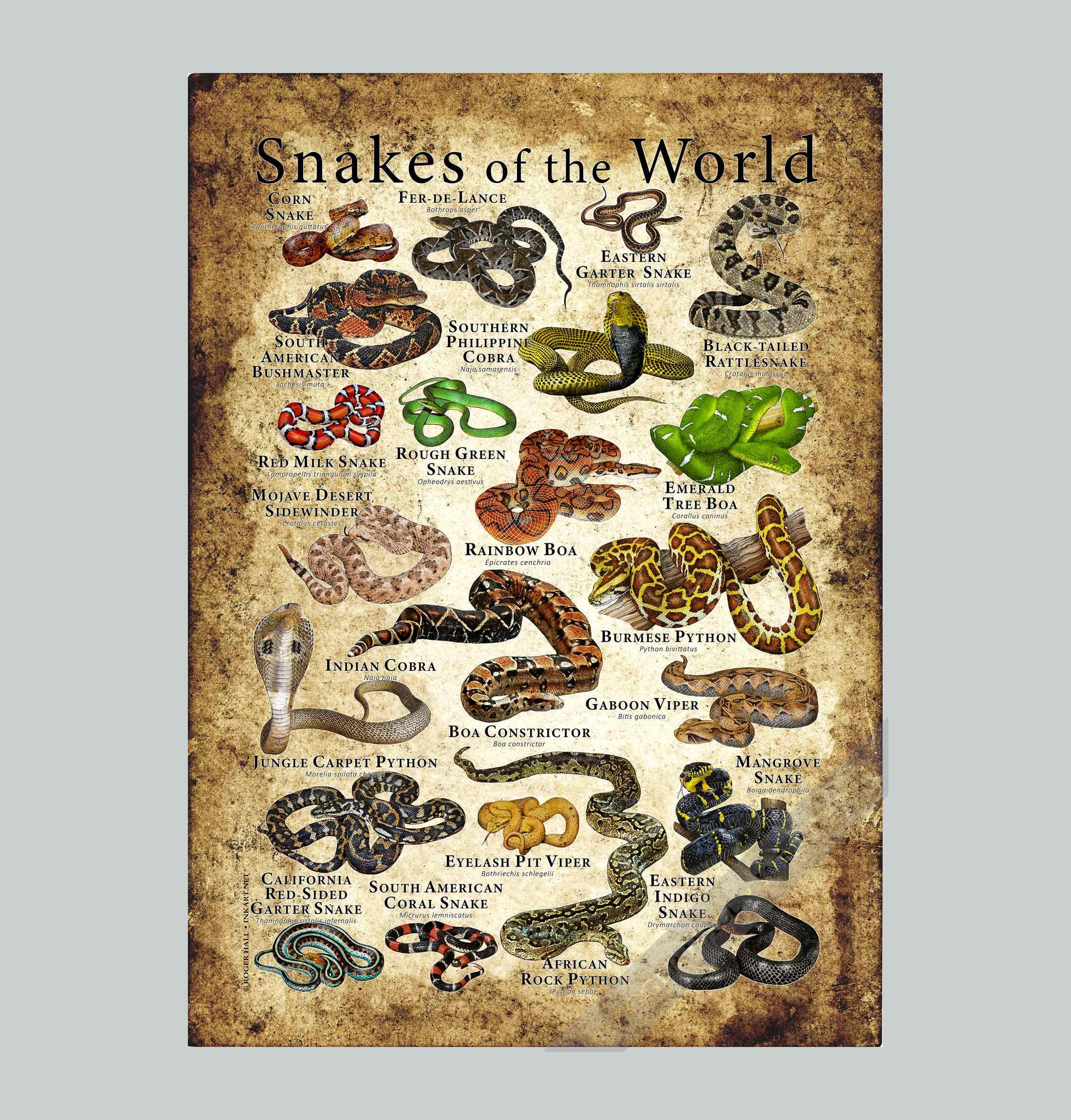 ヒラリー　エベレスト NATIONAL GEOGRAPHICサイン鑑定書付き WildlifeArtbyRoger - Etsy 日本