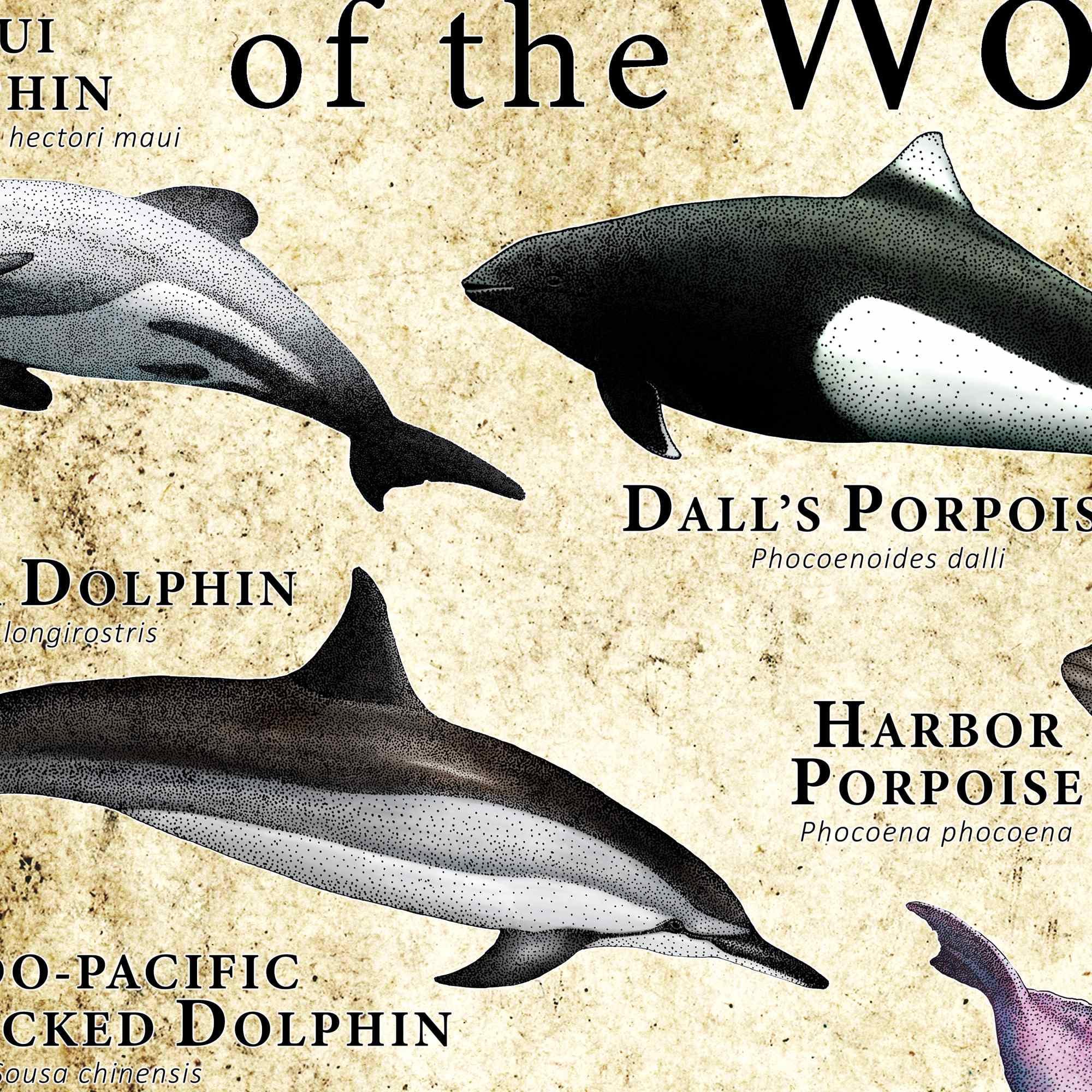 世界のイルカとネズミイルカのポスター - アーティストのサイン入り