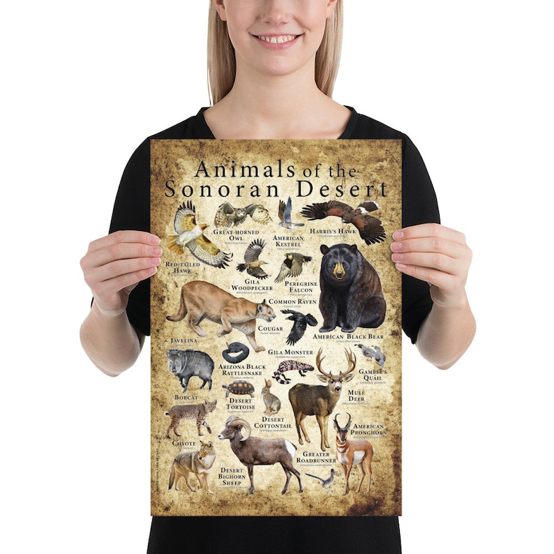 Animals of the Sonoran Desert Poster image 2