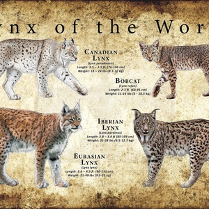 Luchs der Welt Poster Print / Feldführer - SIGNIERT VOM KÜNSTLER!
