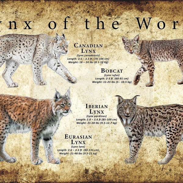 Lynx of the World Poster Print / Field Guide