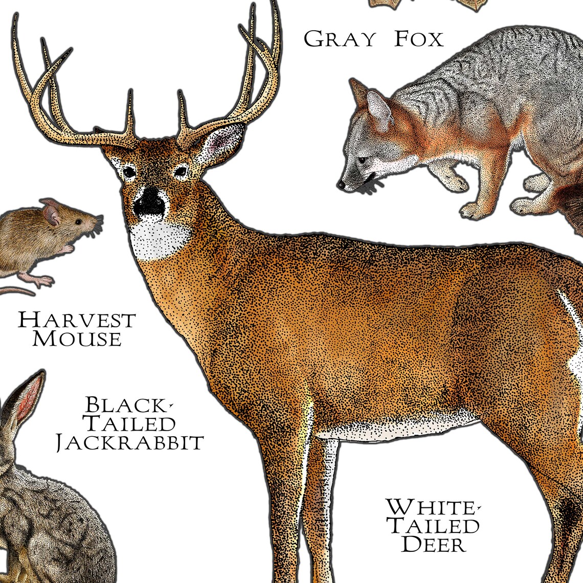 Mammals of Kansas Poster Print / Kansas Mammals Field Guide / Etsy