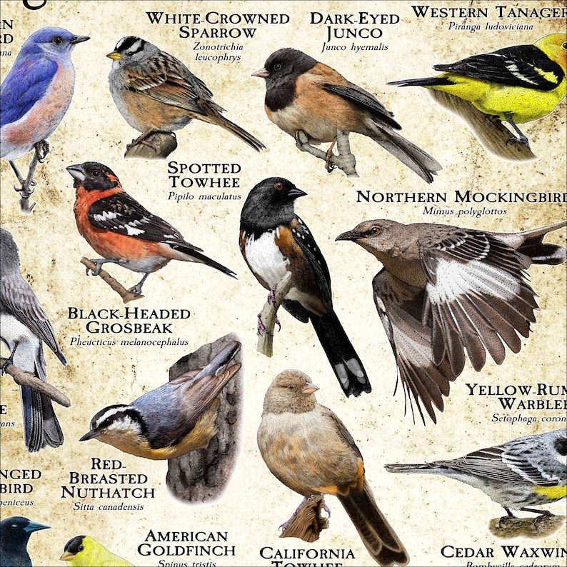 Songbirds of Southern California Poster Print Field Guide Etsy