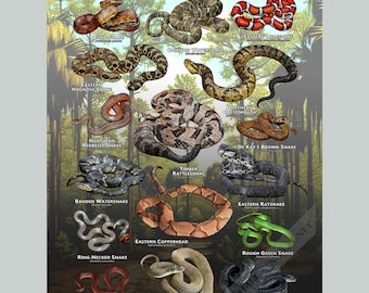 Snakes of South Carolina Poster Print/Field Guide - SIGNED BY ARTIST!