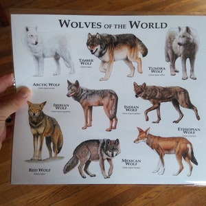 Wolves of the World Poster Print image 6