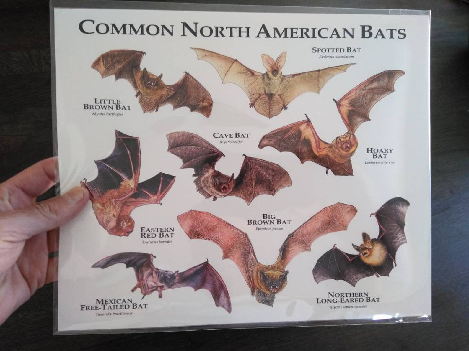 Common Bats of North America Poster Print Etsy