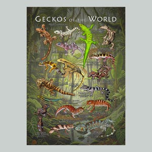 Impresión de póster de Geckos del mundo - FIRMADO POR EL ARTISTA