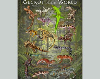 Posterprint Geckos of the World - GESIGNEERD DOOR KUNSTENAAR