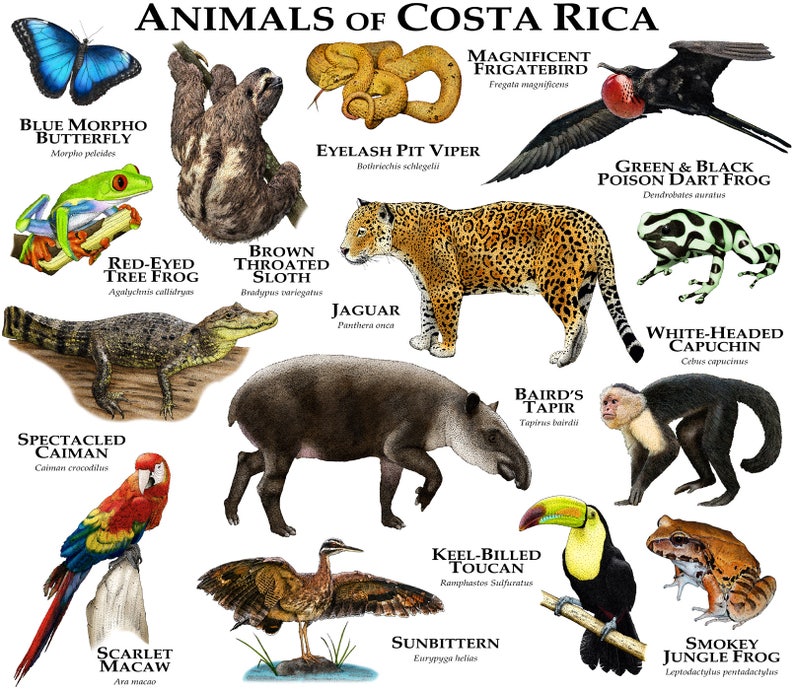 Animals of Costa Rica Poster Print | Etsy