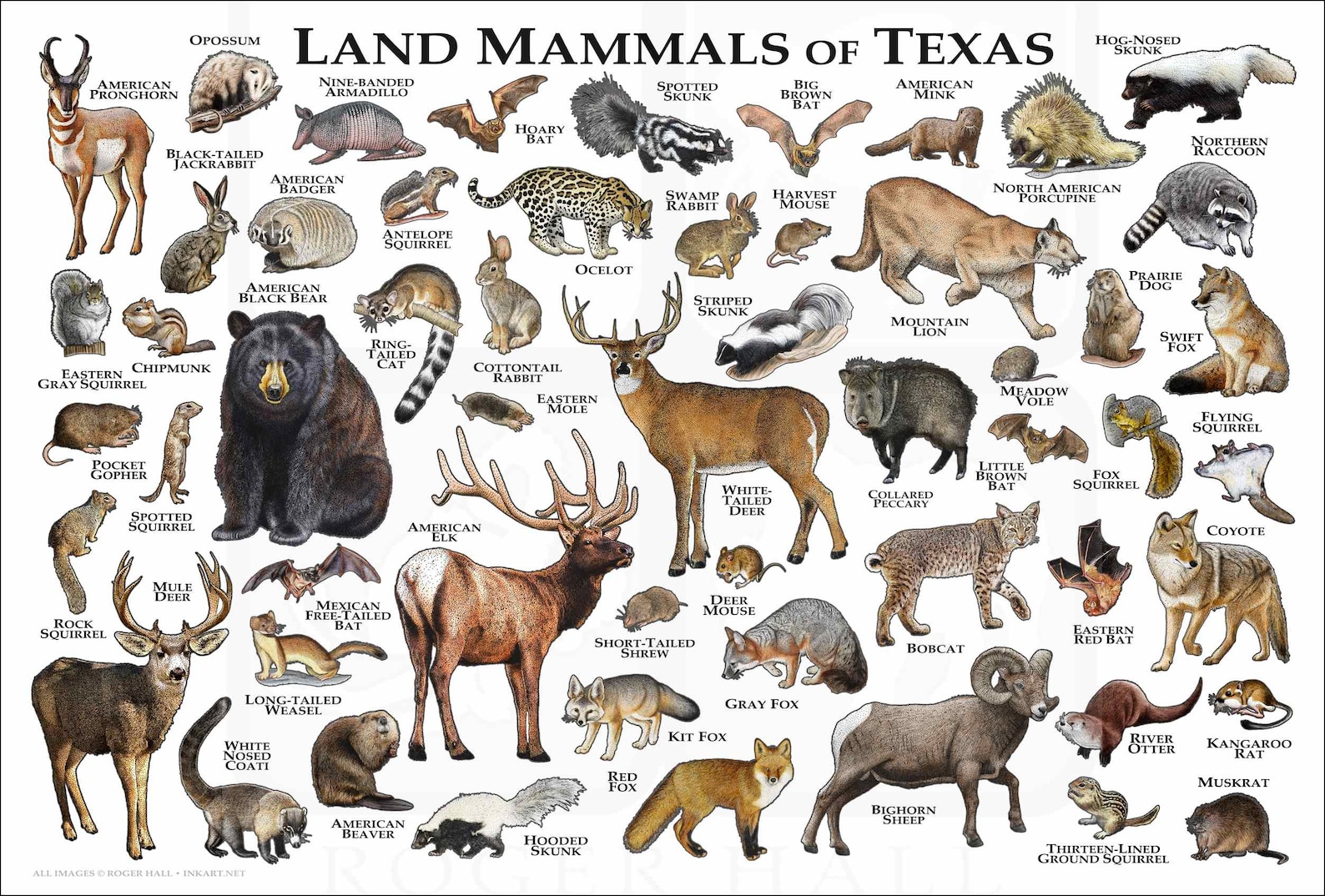 Land Mammals of Texas Poster Print / Texas Mammals Field Guide Etsy
