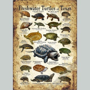 Impresión de póster/guía de campo sobre las tortugas de agua dulce de Texas: ¡FIRMADO POR EL ARTISTA!