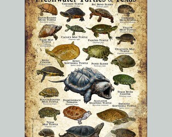 Freshwater Turtles of Texas Poster Print/Field Guide - SIGNED BY ARTIST!