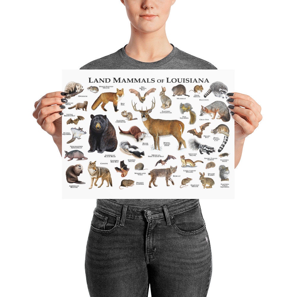 Land Mammals of Louisiana Poster Print / Louisiana Mammals | Etsy