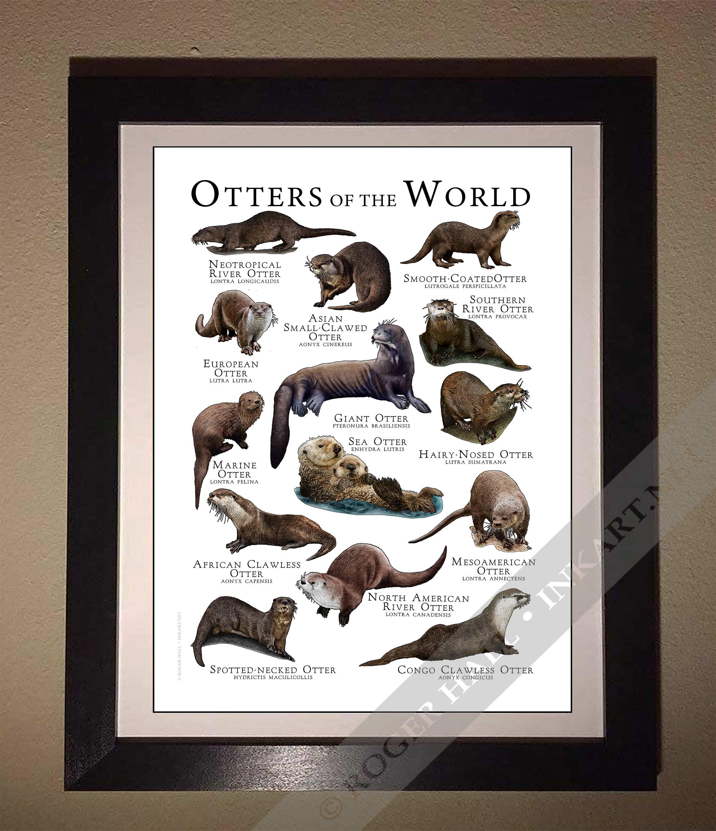 Otters of the World Poster / Field Guide - SIGNED BY ARTIST