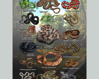 Impresión de póster/guía de campo de Serpientes de Illinois: ¡FIRMADO POR EL ARTISTA!