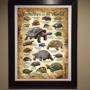 Tortoises of the World Poster Print image 2
