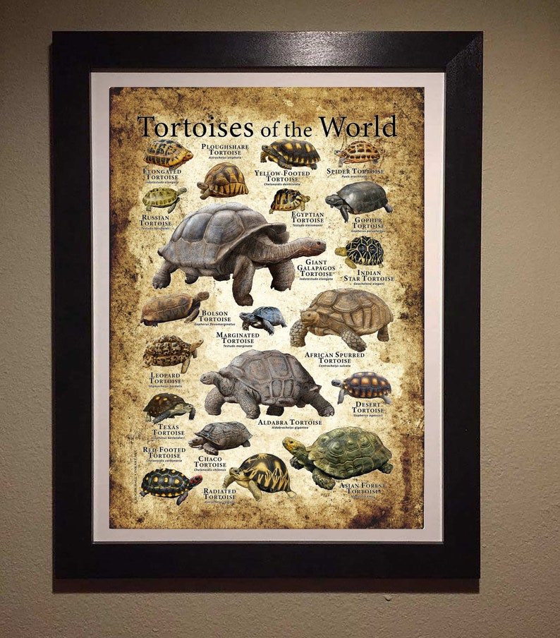 Tortoises of the World Poster Print image 2