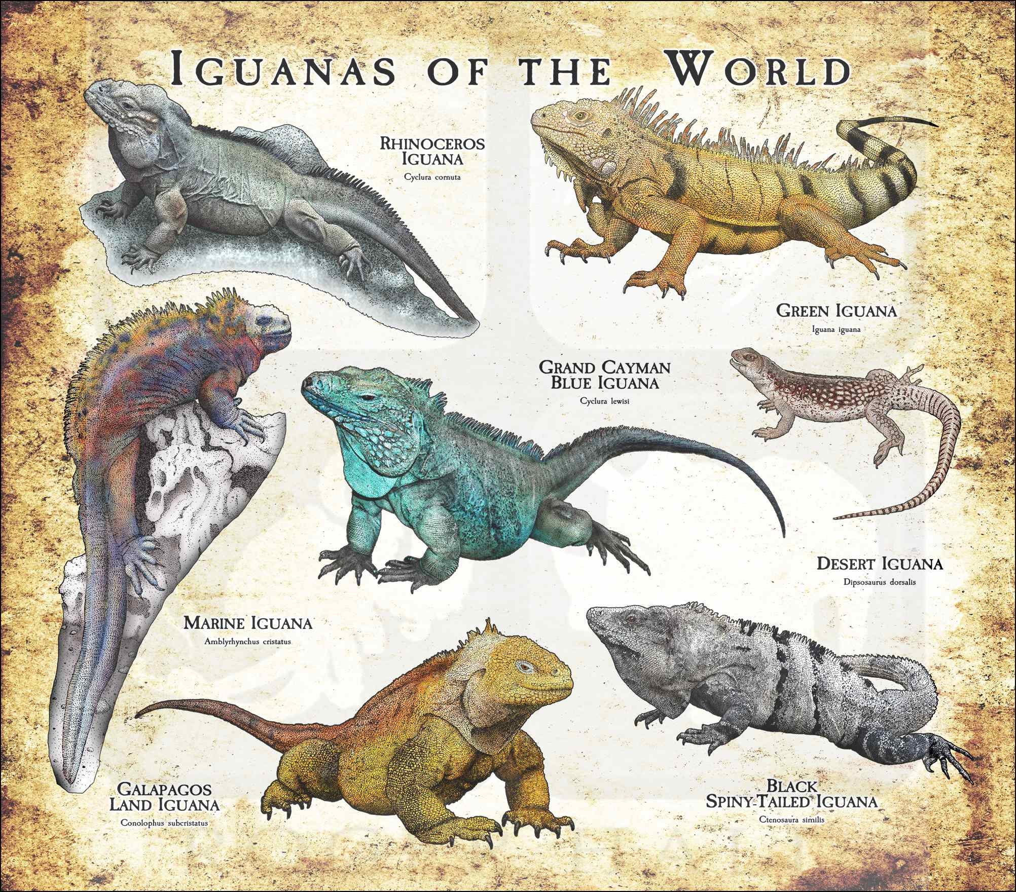 Iguanas of the World Poster Print - Etsy
