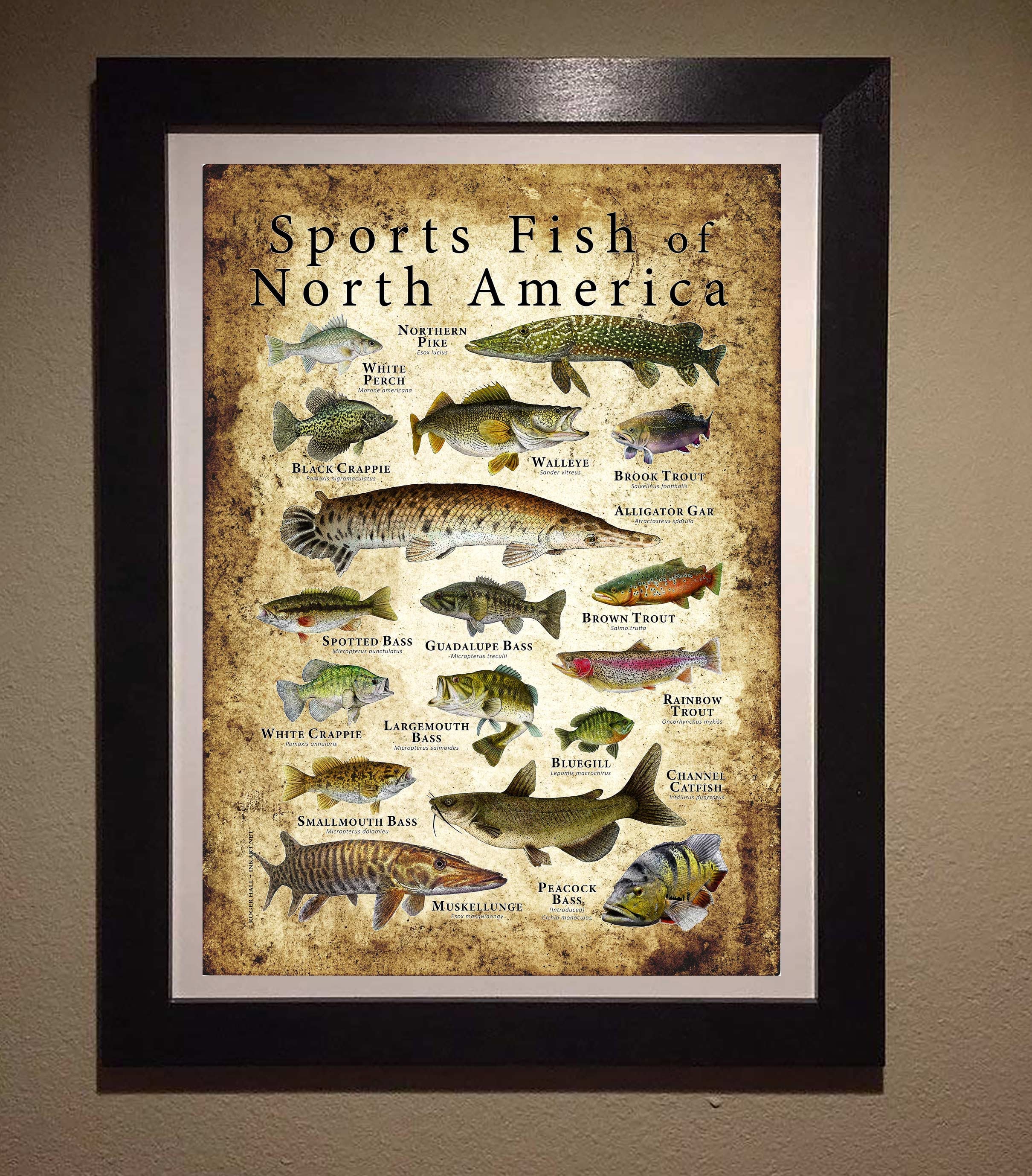 Sports Fish of North America - Men's classic tee