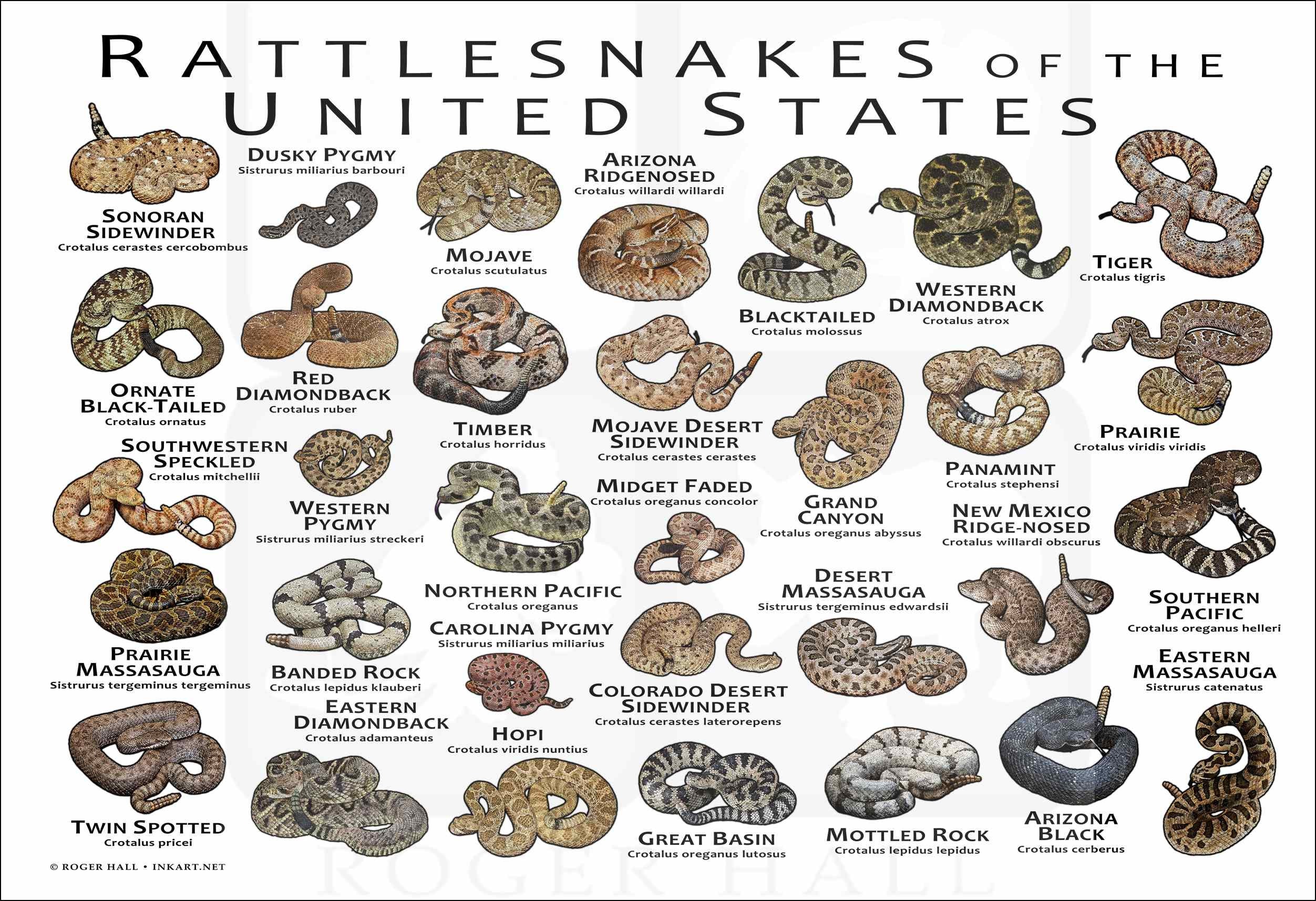 Mosto Ratal Rattlesnakes of the United States Art Print / Field Guide - SIGNED BY ...