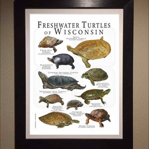 Wisconsin Softshell Turtle Freshwater Turtles of Wisconsin Poster Print/field Guide - SIGNED BY ...