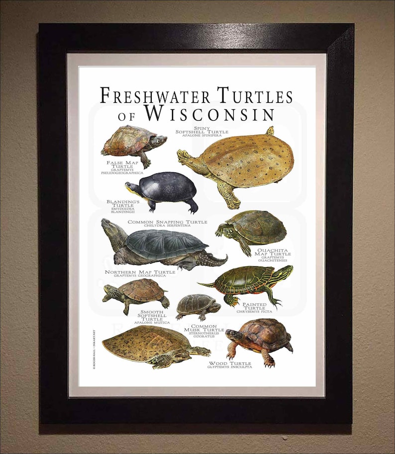 Freshwater Turtles of Wisconsin Poster Print/field Guide - SIGNED BY ...