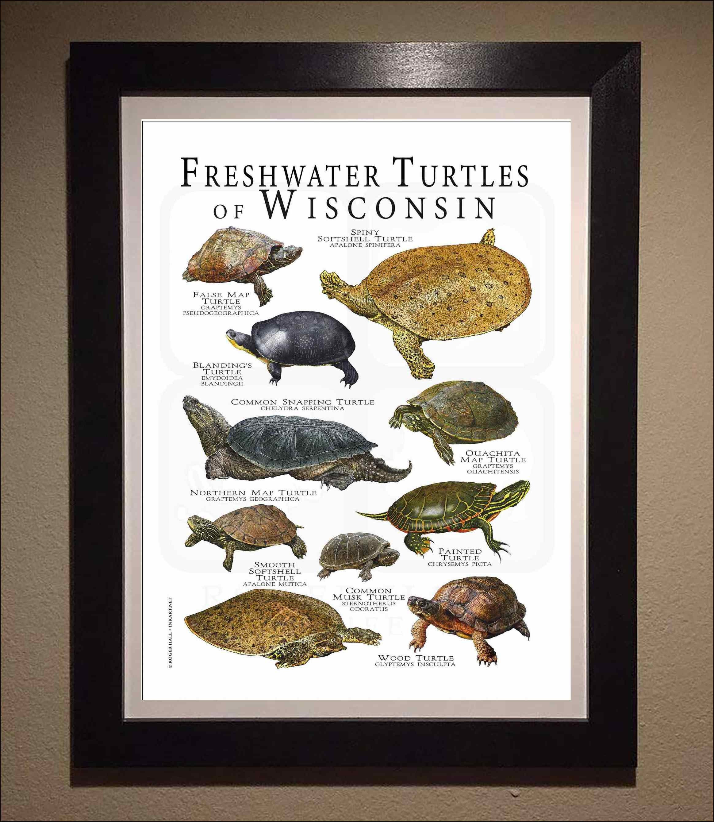 Freshwater Turtles of Wisconsin Poster Print/field Guide - SIGNED BY ...