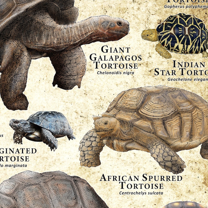 Tortoises of the World Poster Print image 3