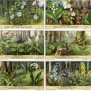 1953 - Flores da floresta - Conjunto completo de 6 cartões comerciais vintage belgas Liebig