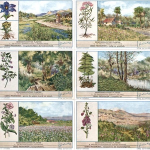 1943 - Ervas e plantas medicinais - Conjunto completo de 6 cartões comerciais Liebig belgas vintage