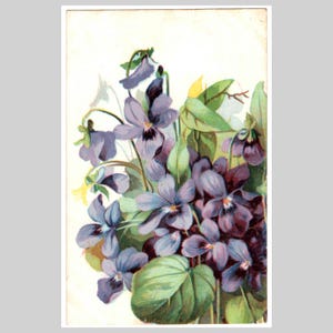 Antica cartolina con violette - Litografia floreale vittoriana con fiori viola - Biglietto d'auguri illustrato francese d'epoca 1903