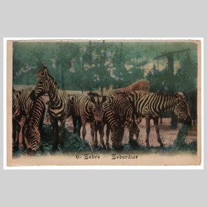 Vintage Zebra Postkarte - Zebras Afrikanische Wildfauna - Handkolorierte Grußkarte ca 1935