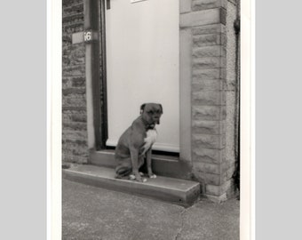 ca 1960 - Chagrijnige boxerhond - Originele vintage fotofoto momentopname