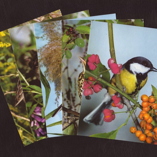 5 unused vintage birds postcards - Blank greeting cards, 1970's - Vintage paper pack ephemera, supply, junk journal, collage scrap (S041)