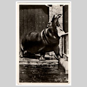 Postal vintage con foto real de hipopótamo - Zoológico de Amberes - Tarjeta de felicitación retro de mediados de siglo (RPPC, 1956)