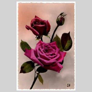 Vintage rose real photo postcard - Pink red rose flower floral - Antique French rppc greeting card ca 1930