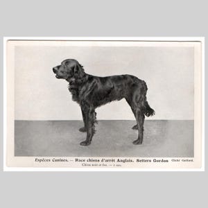 Vintage dog postcard - Gordon setter rppc - Antique French unused greeting card ca 1915
