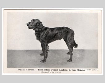 Cartão postal vintage para cães - Gordon Setter rppc - Cartão de felicitações francês antigo, sem uso, por volta de 1915