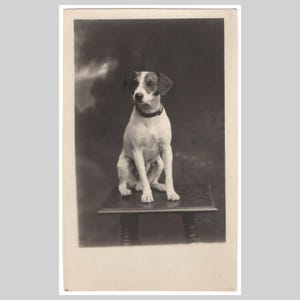 Carte postale photo vintage réelle - Portrait en studio de chien Jack Russell Terrier Luxembourg - Ancienne carte de voeux privée rppc vers 1915