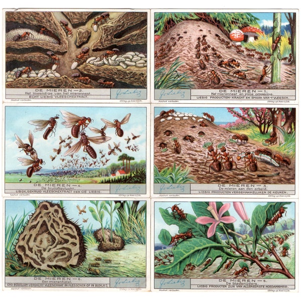 1932 - Ants insects bugs biology entomology fauna - Full set of 6 vintage Belgian Liebig trade cards