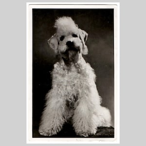 Vintage poodle real photo postcard - Cute white dog - Antique retro mid century rppc greeting card ca 1955