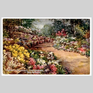 Cartolina d'epoca dei Kew Gardens - Dipinto di giardini rocciosi di Aubrietias e Alyssum - Biglietto d'auguri illustrato retrò antico di metà secolo, 1951