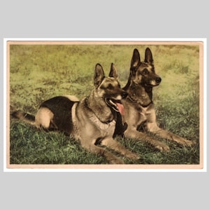 Postal vintage de perro - Postal con retrato de pastor alemán sin usar - Tarjeta de felicitación belga retro de ca. 1950